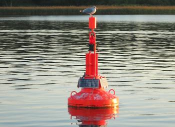 M&ouml;we auf roter Tonne